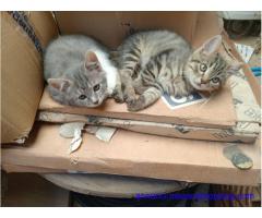 Gattini in cerca di una casa